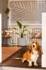 10 Kagara Street, Kippa-Ring, Qld 4021-Image