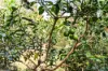 10 Malanda Court, Beerwah, Qld 4519-Image