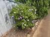 10 Mogille Street, Tottenham, NSW 2873-Image
