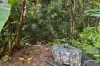 10 Pavetta Close, Bentley Park, Qld 4869-Image