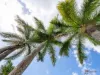 10 Radford Close, Gordonvale, Qld 4865-Image