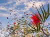 10 Regina Avenue, Ningi, Qld 4511-Image