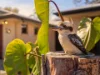 10 Regina Avenue, Ningi, Qld 4511-Image