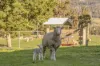 10 Rookwood Road, Ranelagh, Tas 7109-Image