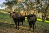 10 Shrimpton Lane, Splitters Creek, NSW 2640-Image