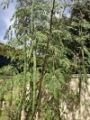 10 Tarakan Heights, Marangaroo, WA 6064-Image
