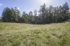 100 Banks Road, Derby, Tas 7264-Image