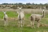100 Illetts Rd, Dreeite, Vic 3249-Image