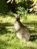 100 South Street, Thornlands, Qld 4164-Image