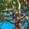 100 South Street, Thornlands, Qld 4164-Image