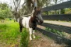 101 Barker Street, Teesdale, Vic 3328-Image