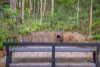 101 Licuala Dr, Tamborine Mountain, Qld 4272-Image
