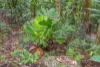 101 Licuala Dr, Tamborine Mountain, Qld 4272-Image