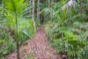 101 Licuala Dr, Tamborine Mountain, Qld 4272-Image