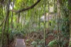 101 Licuala Dr, Tamborine Mountain, Qld 4272-Image
