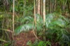 101 Licuala Dr, Tamborine Mountain, Qld 4272-Image