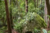 101 Licuala Dr, Tamborine Mountain, Qld 4272-Image