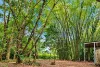 101 Midgenoo Feluga Road, Feluga, Qld 4854-Image