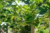 101 Sister Tree Creek Road, Kin Kin, Qld 4571-Image