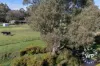 102 Angas Creek Road, Birdwood, SA 5234-Image