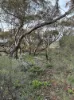 102 Selth Road, Cadell, SA 5321-Image