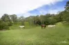 105 Kethels Road, Bellingen, NSW 2454-Image