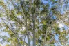105 Lavery Drive, Casuarina, WA 6167-Image