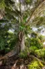 105 Memorial Drive, Eumundi, Qld 4562-Image