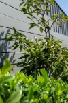 105 Walang Avenue, Figtree, NSW 2525-Image