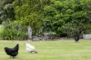 105b Croziers Road, Jaspers Brush, NSW 2535-Image