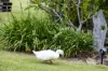 105b Croziers Road, Jaspers Brush, NSW 2535-Image