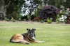 105b Croziers Road, Jaspers Brush, NSW 2535-Image