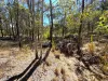 107 Lawson Road, Ballogie, Qld 4610-Image