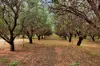 108 Tulloch Road, Red Cliffs, Vic 3496-Image