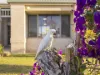 109 Cotterill Avenue, Bongaree, Qld 4507-Image