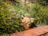 109 Cuprona Road, Heybridge, Tas 7316-Image