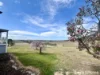 109 Reservoir Lane, Braidwood, NSW 2622-Image