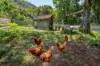 109 Upper Wilsons Creek Road, Upper Wilsons Creek, NSW 2482-Image