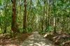 109 Upper Wilsons Creek Road, Upper Wilsons Creek, NSW 2482-Image