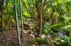 109 Upper Wilsons Creek Road, Upper Wilsons Creek, NSW 2482-Image