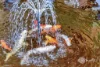 11 Cadiz Place, Warnbro, WA 6169-Image