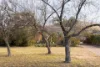 11 Horrocks Street, Torrens, ACT 2607-Image
