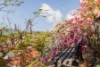 11 Little Street, Belgian Gardens, Qld 4810-Image