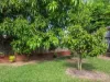 11 Marino Close, Redlynch, Qld 4870-Image