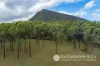 11 Matilda Street, Aratula, Qld 4309-Image