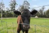 11 Maurice Road, Talawa, Tas 7263-Image
