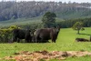 11 Maurice Road, Talawa, Tas 7263-Image