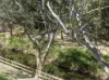 11 Mersey Street, Gilberton, SA 5081-Image