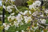 11 Pelham Street, Sorell, Tas 7172-Image