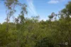 11 Quahlee Grove, Karana Downs, Qld 4306-Image